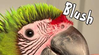 Macaws Blush - Great Green Macaw Turns Red