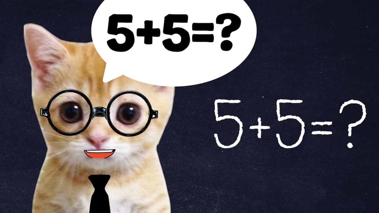 BABY CAT STUDENTS IN EXAM 🤣 (20min)