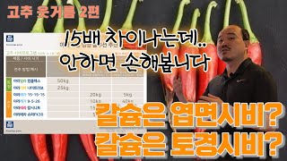 고추에 칼슘 엽면시비보다 중요한 작업! 15배 차이! 고추 할아버지도 인정합니다 | 농사 100단