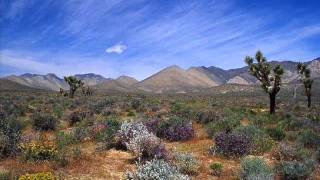 New York Voices - Caravan