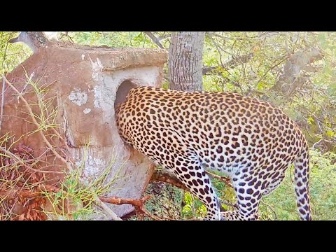 LEOPARD STEALS BABY BIRD FROM NEST