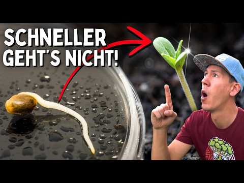 Quickly germinate seeds for 0 euros 🚀 Together Grow Episode 1