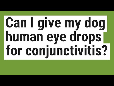 Can I give my dog human eye drops for conjunctivitis?