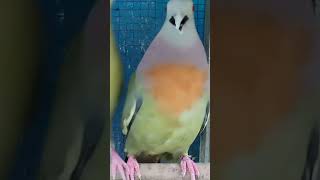 Download lagu Suara burung punai jantan gacor banget #birds #shorts mp3