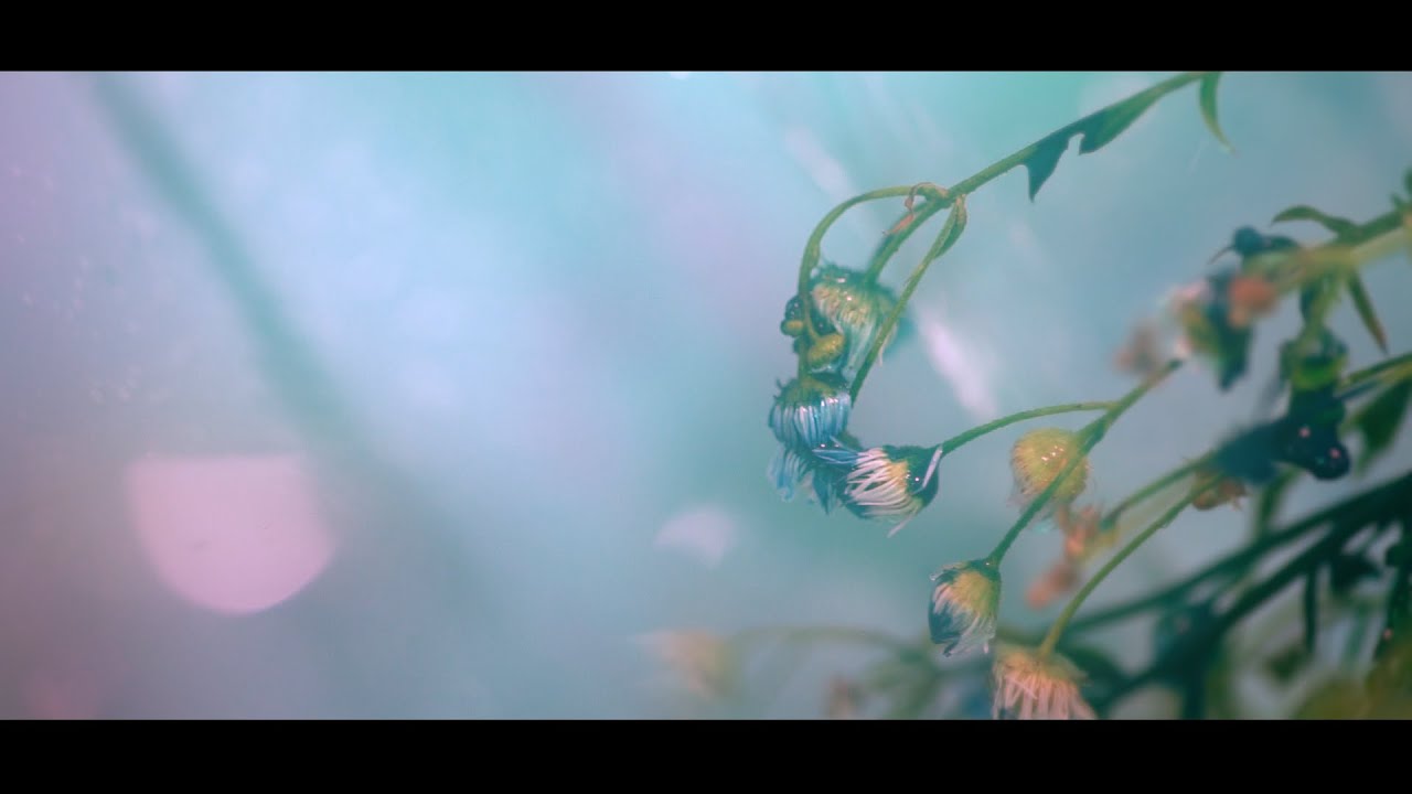 POP ART TOWN－「1LDK」（Music Video）