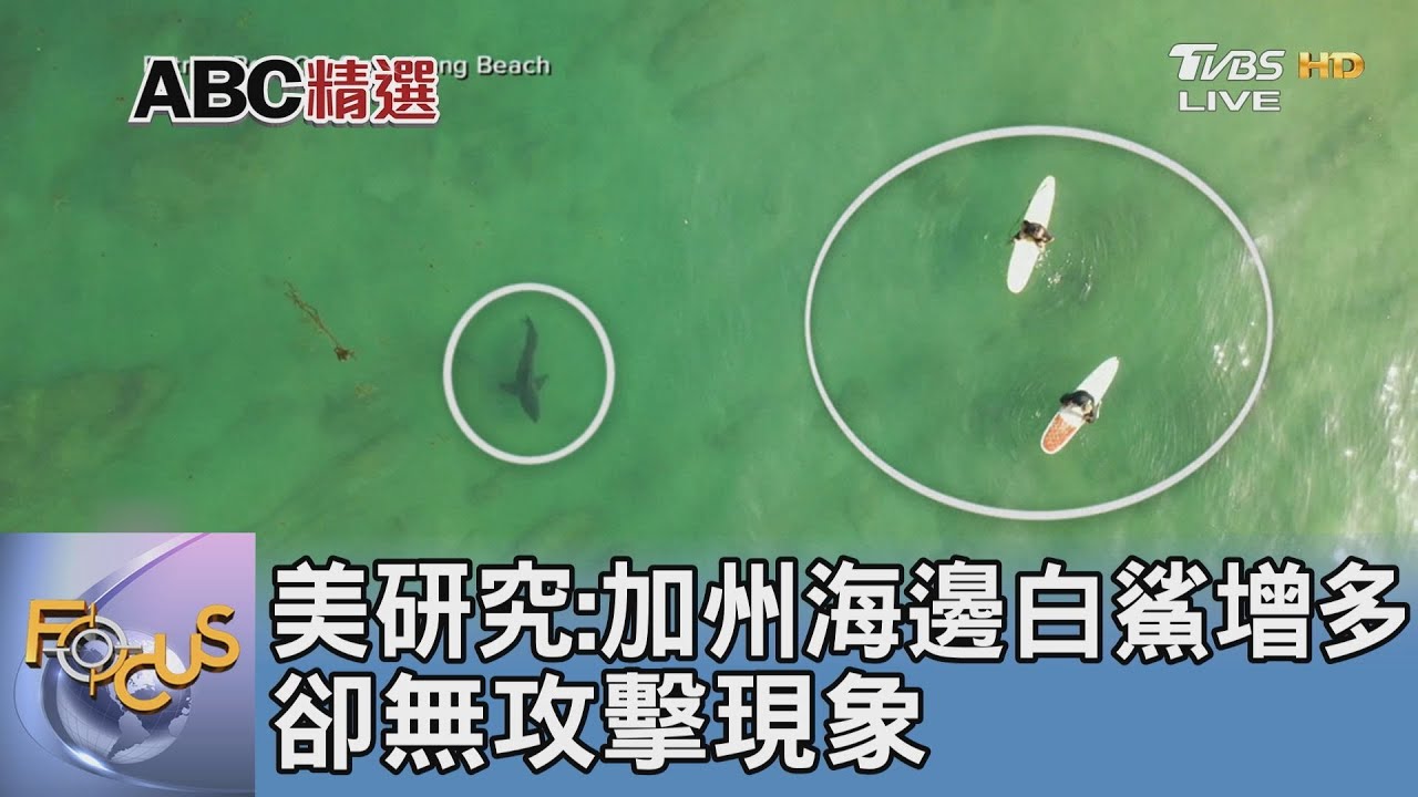 美研究:加州海邊白鯊增多 卻無攻擊現象
