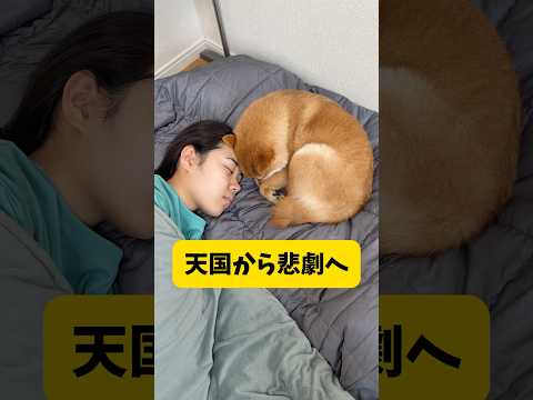 確信犯🙂#柴犬 #豆柴 #shibainu #犬 #犬のいる暮らし #shorts