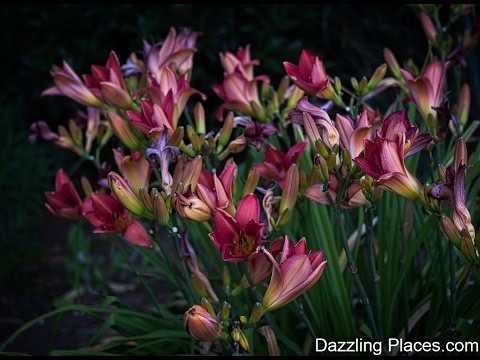 The Outstanding Perennial Border at the Bellevue Botanical Garden