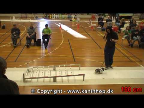 Danish Championships 2009 in Rabbit Hopping