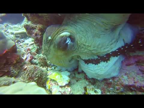 Marquesas Compilation 2018 Medium