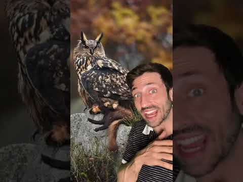 Eagles Vs. Owls 👀 #animals