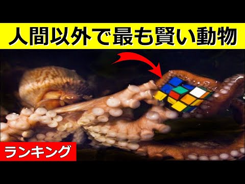 世界で最も知的な動物