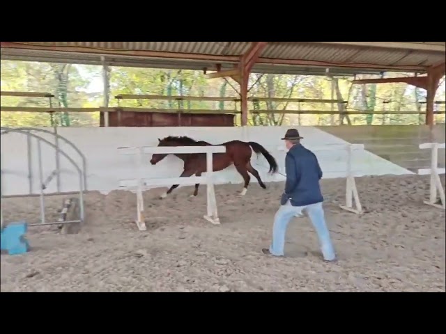 Hongre SF de 4 ans par Unaniem