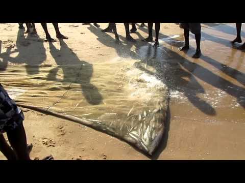 Trditional fishing at Narigama beach