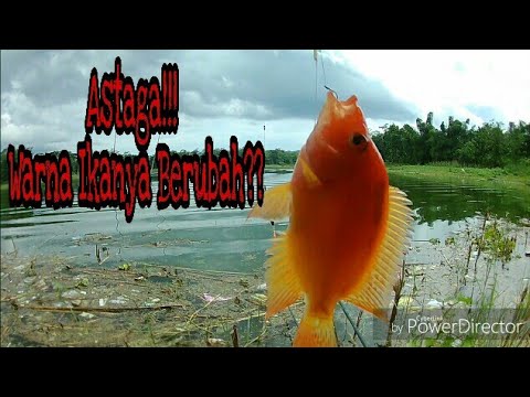 Wow!!! Karena kelamaan di dalam air ikan ini berubah warna mas bro