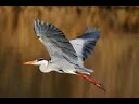 L'airone cenerino ardea cinerea