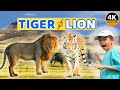 Tiger Vs Lion What S The Difference Who Is Stronger Fun Animal Adventure For Kids