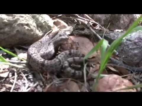 YouTube Video 2eqNy2joGPc