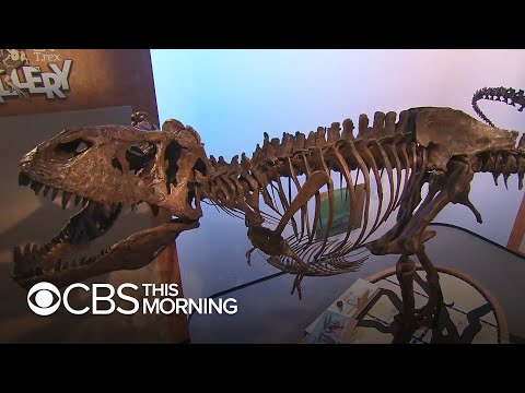 First look at Scotty, the largest T-Rex to roam the earth