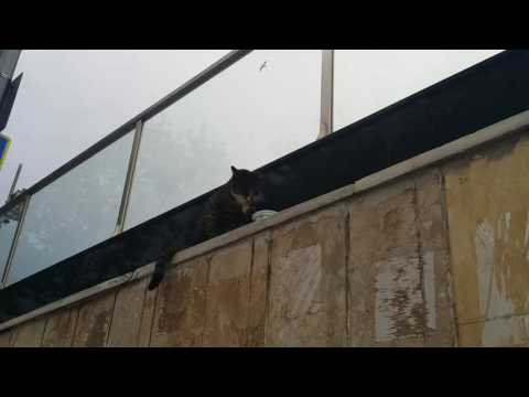 A cat acts like a human being.  Subhan Allah :)  س