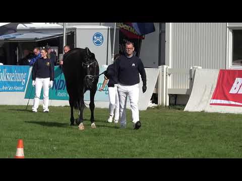 Face to face auf der Elitestutenschau der MeLa am 13.09.2019