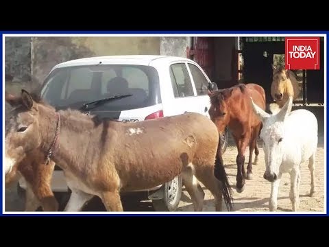 Only In India : 8 Donkeys Arrested For Destroying Saplings In Uttar Pradesh