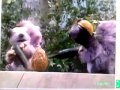 Sesame Street Don T Be A Tough Nut To Crack