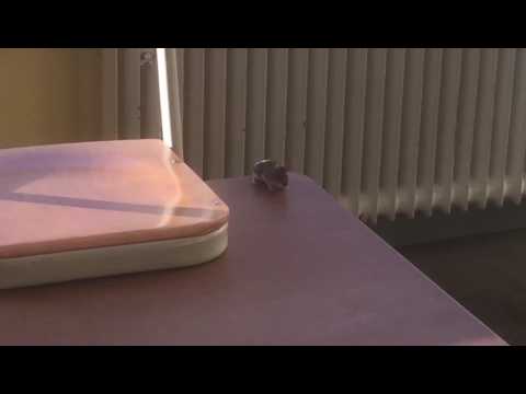 Maus im Klassenzimmer