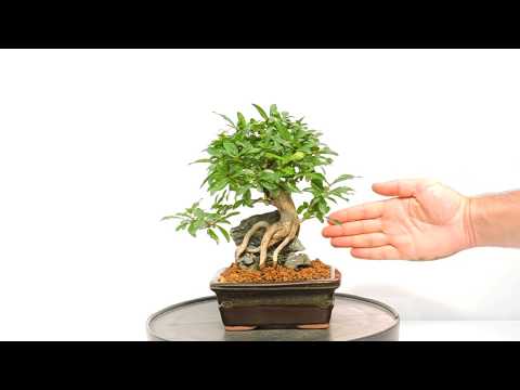VÍDEO 360º BONSAI PUNICA GRANATUM NEJIKAN  GRANADO JAPONÉS ref PGN04