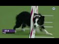 Back To Back Champion P Nk The Border Collie Wins 2019 WKC Agility 16 Class