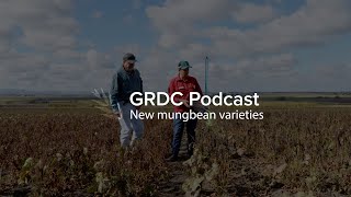 PODCAST Flying high with new mungbean varieties