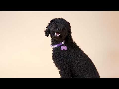 Aniello Michelangelo VS Vecchione Fioravante - 25° Campionato Italiano - 3^ prova NBC Maddaloni