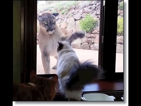 House Cat Seems Unfazed by a Giant Mountain Lion Outside Window