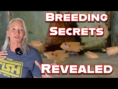 BREEDING SECRETS REVEALED: How Gold Ocellatus Are Raised at America’s Largest African Cichlid Farm!