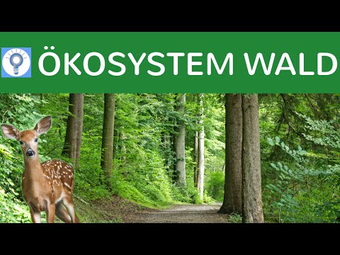 Ökosystem Wald - Entwicklungsstadien, Baumarten, Vegetationszonen, Stockwerke - Ökosysteme 6