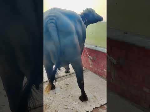 top class murra buffelo first timer #sukhbir danda dairy farm#buffalo #murra ❤️