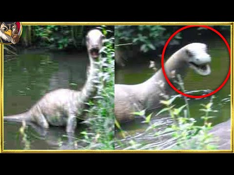 園芸 絶滅危惧種のレッドリストに載っているハリネズミ