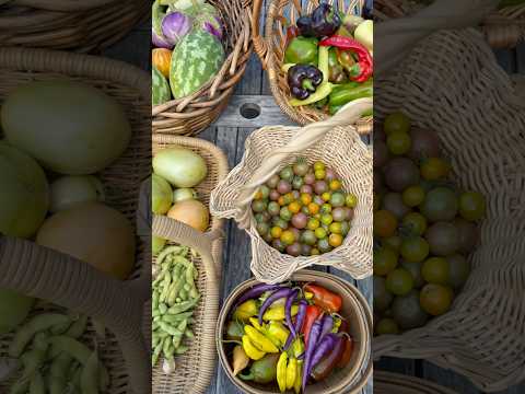 HUGE Harvest #garden #growyourownfood #harvest #homegardening #harvesttime #tomato