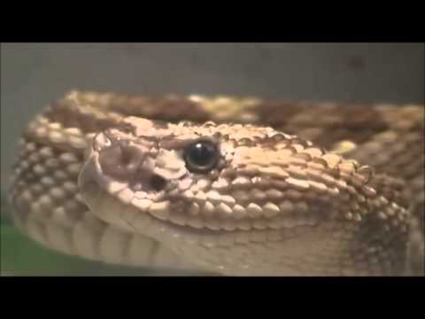 KUNTUR-Los Hijos de la Serpiente Ancestral (clip oficial)