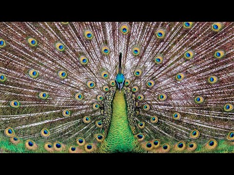 Green peafowl sound call — Pavo muticus