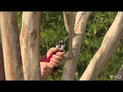 Crape myrtle pruning | Trisha Shirey |Central Texas Gardener