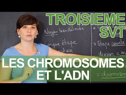 Les chromosomes et l'ADN : observations microscopiques