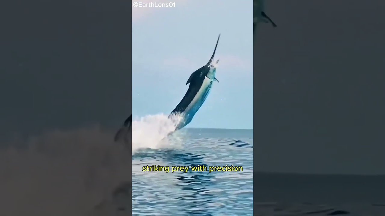 Swordfish: The Ocean’s Blade in Action! ⚔️🌊