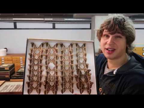 Drawer of the week 10: Tree of heaven silkmoth (Samia ricini)