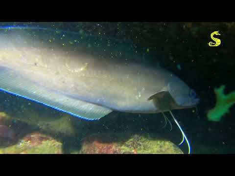 Video Final Copa Catalana 2023 Ana