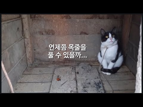 어릴땐 묶여 자라고, 화상학대 당해 도망쳐 온 이웃집 고양이에서 우리집 냥이로 이야기