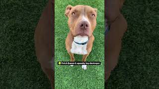Video preview image #1 Boxer-Staffordshire Bull Terrier Mix Puppy For Sale in Chandler, AZ, USA