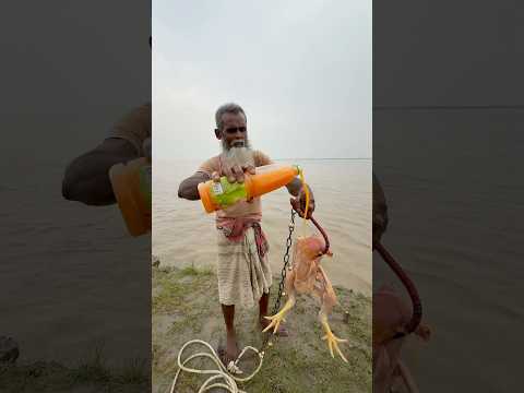 5kg full chicken bait for crap fish 3 #fishing #fishinglife