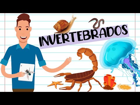 RESUMO - ANIMAIS INVERTEBRADOS