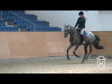 30 Holsteiner Stute von Clarimo - Corrado I - Lorenz